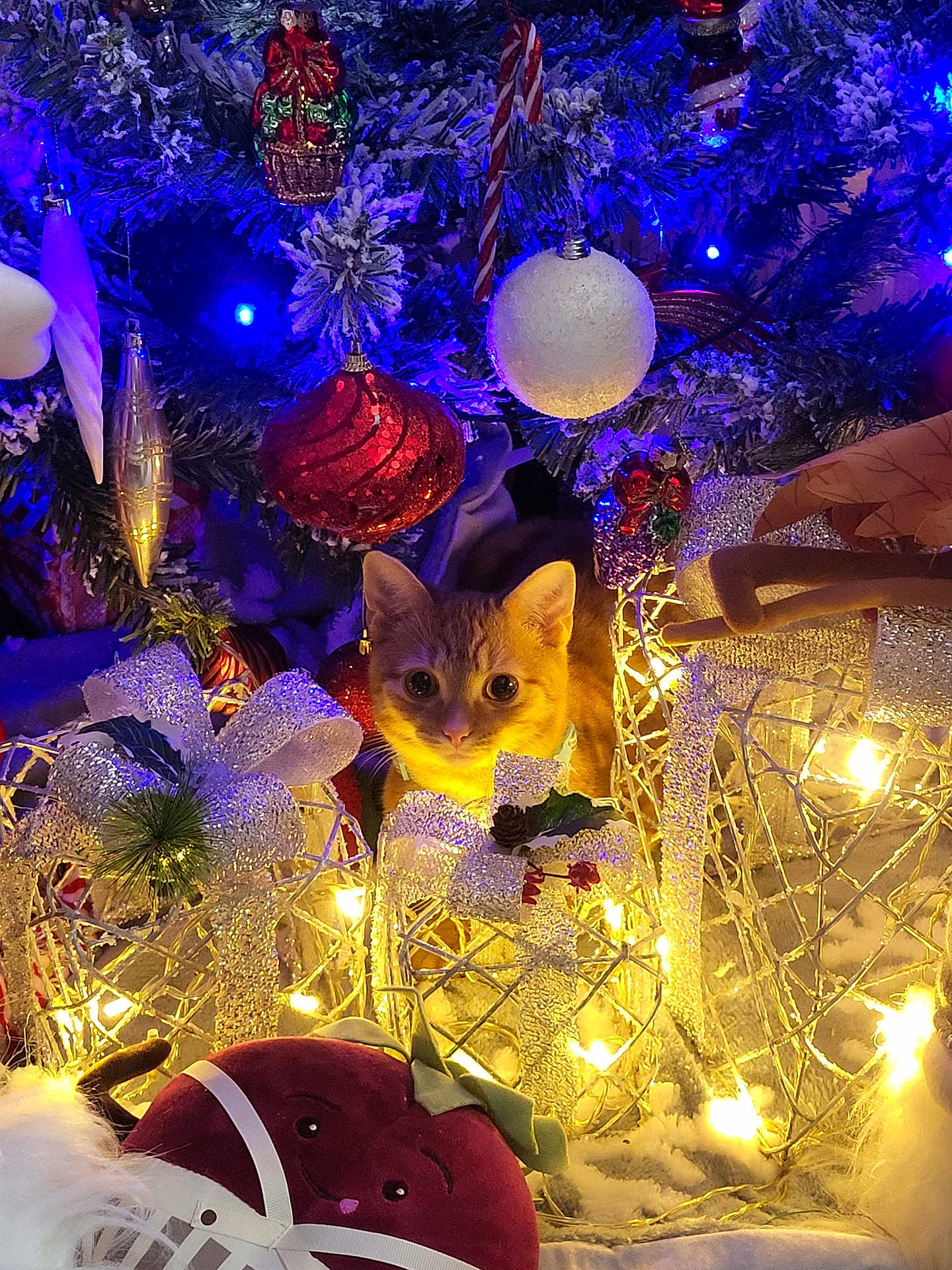 Diego joined the competition — help win amazing prizes! cat, christmas_tree, ornament, decoration, lights, holiday, festive, orange_cat, cute, curious, glowing, gift_box, ribbon, snow_effect, toy, plush, indoors, celebration, winter, seasonal
