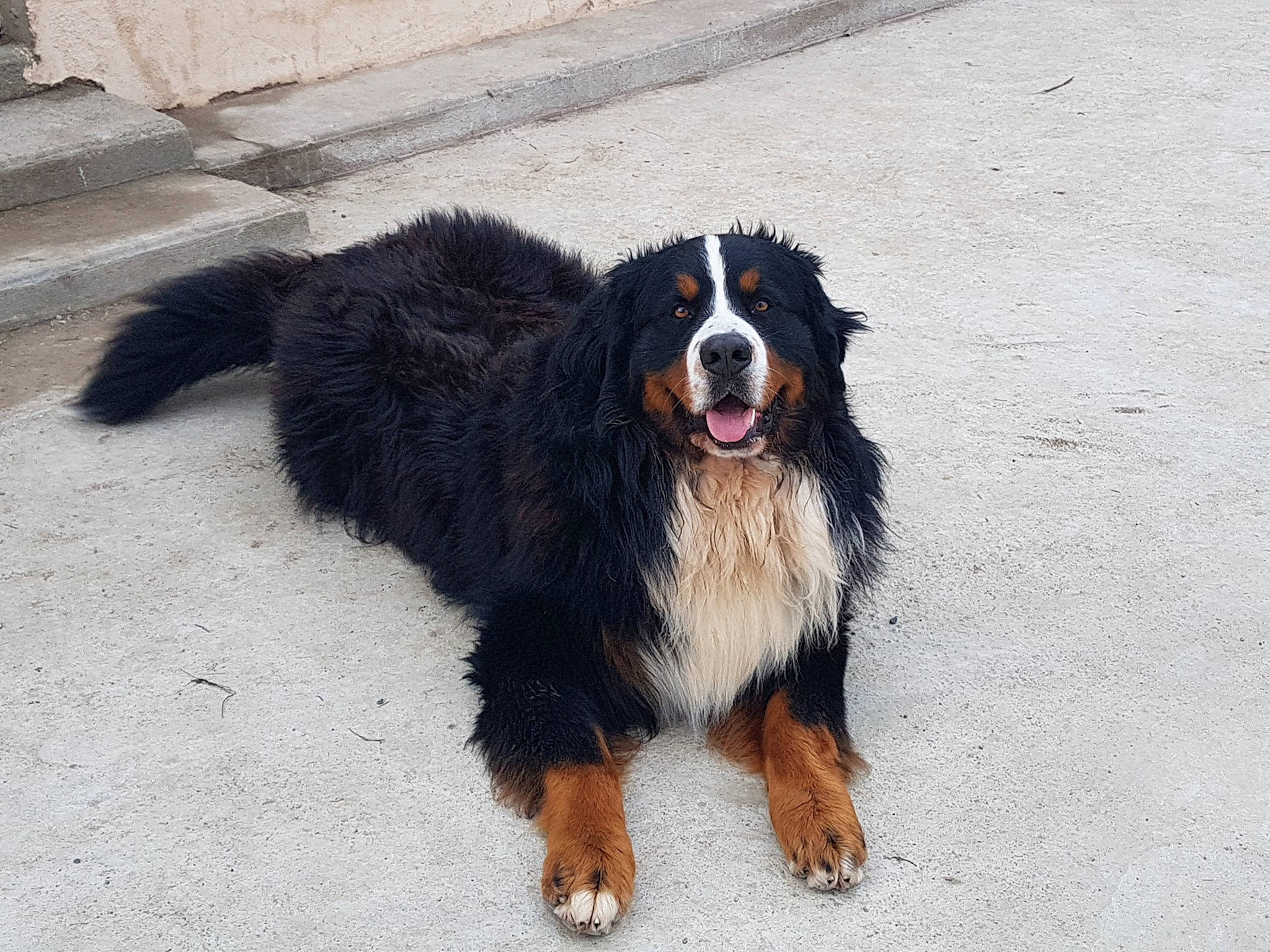 Magnum a rejoint le concours — aidez-le/la à gagner de superbes lots ! bernese_mountain_dog, canidae, carnivore, companion_dog, dog, dog_breed, fur, gaddi_kutta, giant_dog_breed, guard_dog, herding_dog, road_surface, sporting_group, terrestrial_animal, working_dog