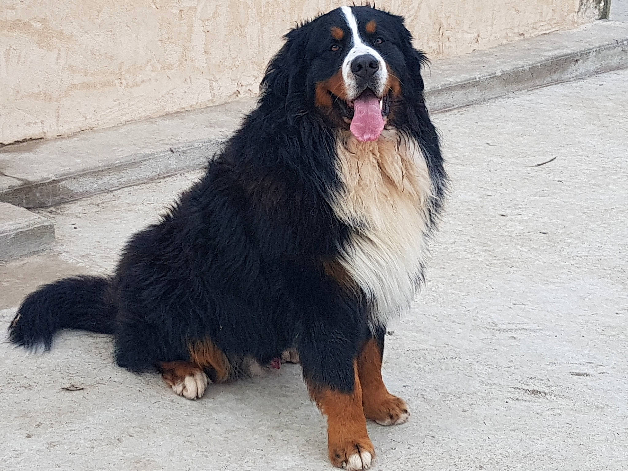 Magnum participe au concours pour gagner de l'argent avec cette photo : ancient_dog_breeds, canidae, carnivore, companion_dog, dog, dog_breed, fur, gaddi_kutta, giant_dog_breed, guard_dog, herding_dog, road_surface, sporting_group, working_dog