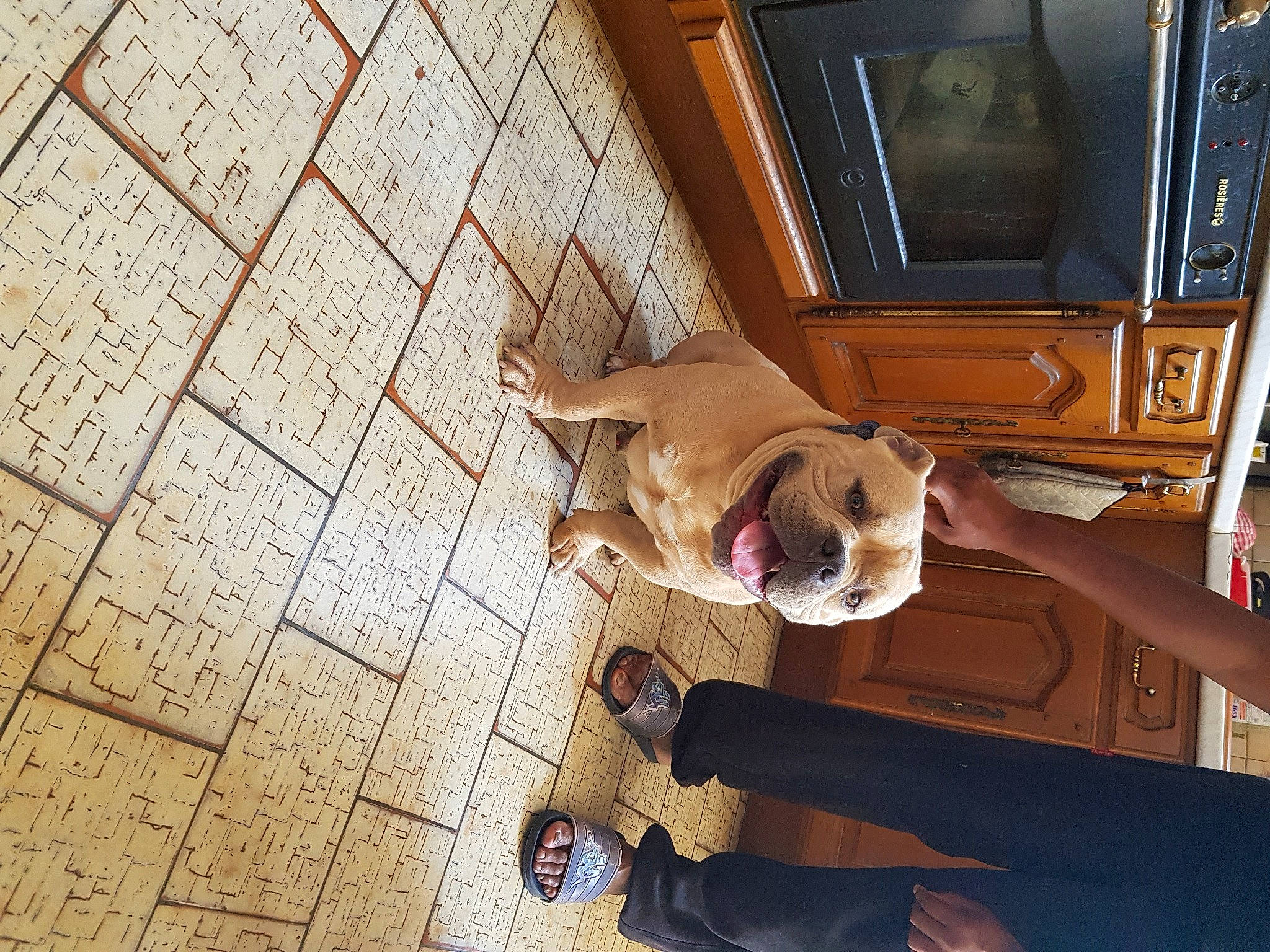 Bull participe au concours pour gagner de l'argent avec cette photo : brown, building, carnivore, ceiling, companion_dog, dog, dog_breed, fawn, floor, flooring, hardwood, house, plywood, room, sporting_group, vehicle_door, window, wood, wood_stain, working_animal