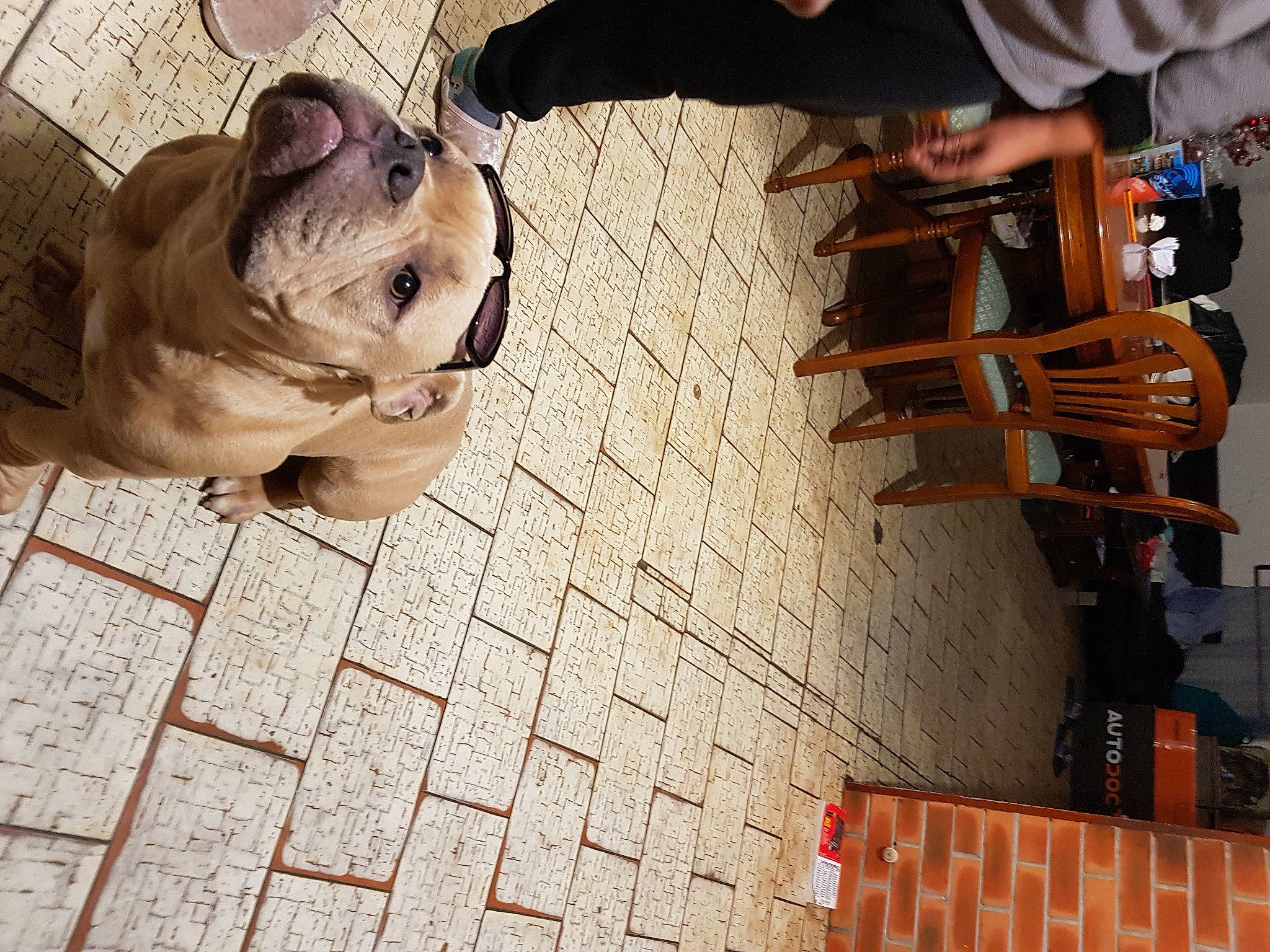 Bull participe au concours pour gagner de l'argent avec cette photo : brick, brickwork, canidae, carnivore, companion_dog, dog, dog_breed, dog_collar, dog_supply, fawn, floor, flooring, hardwood, leash, pet_supply, sidewalk, sporting_group, wood, working_animal, wrinkle