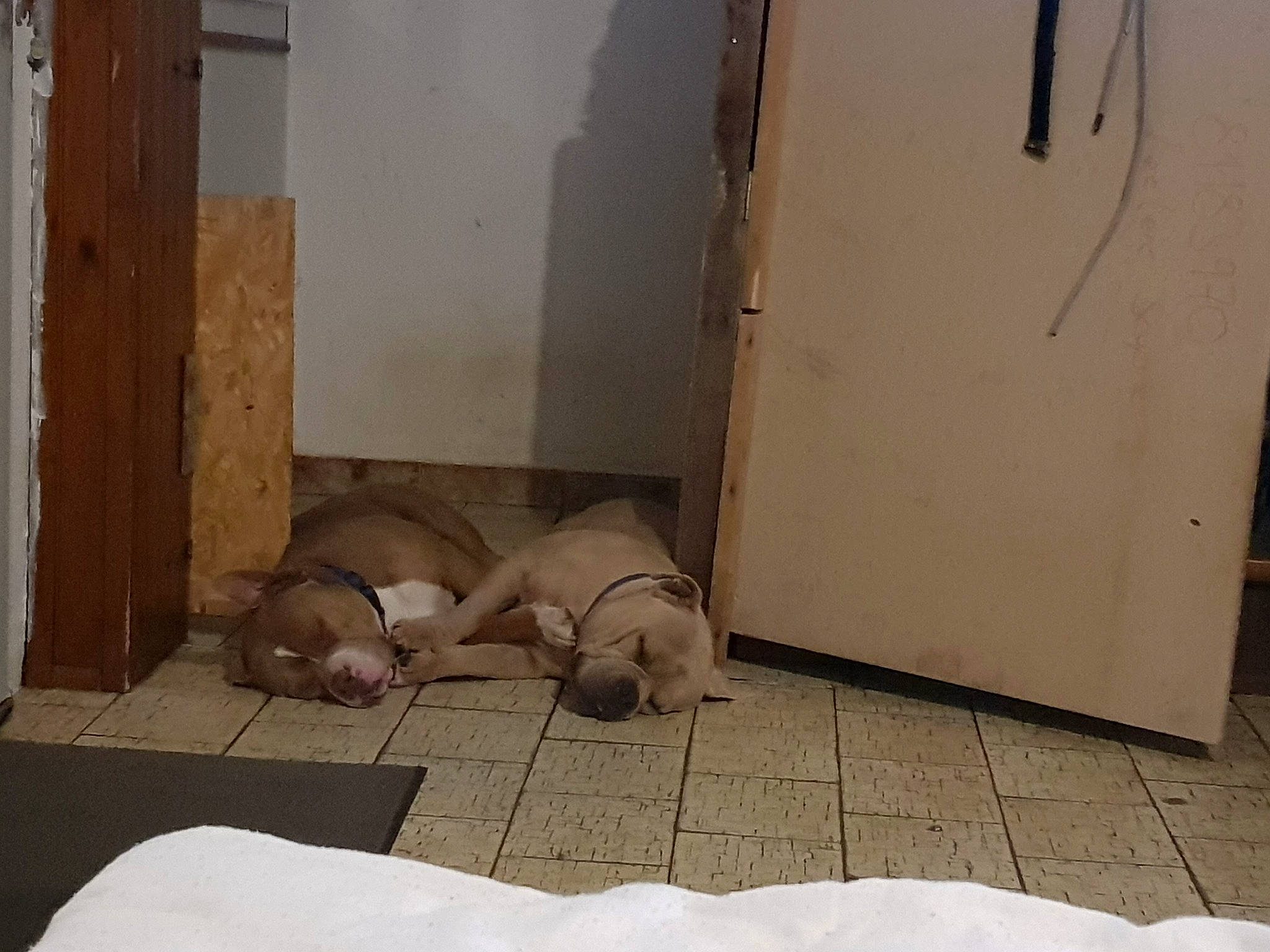 Bull a rejoint le concours — aidez-le/la à gagner de superbes lots ! canidae, comfort, companion_dog, concrete, fawn, floor, flooring, foot, hardwood, human_leg, leg, nap, room, sidewalk, sitting, sporting_group, tile, wood