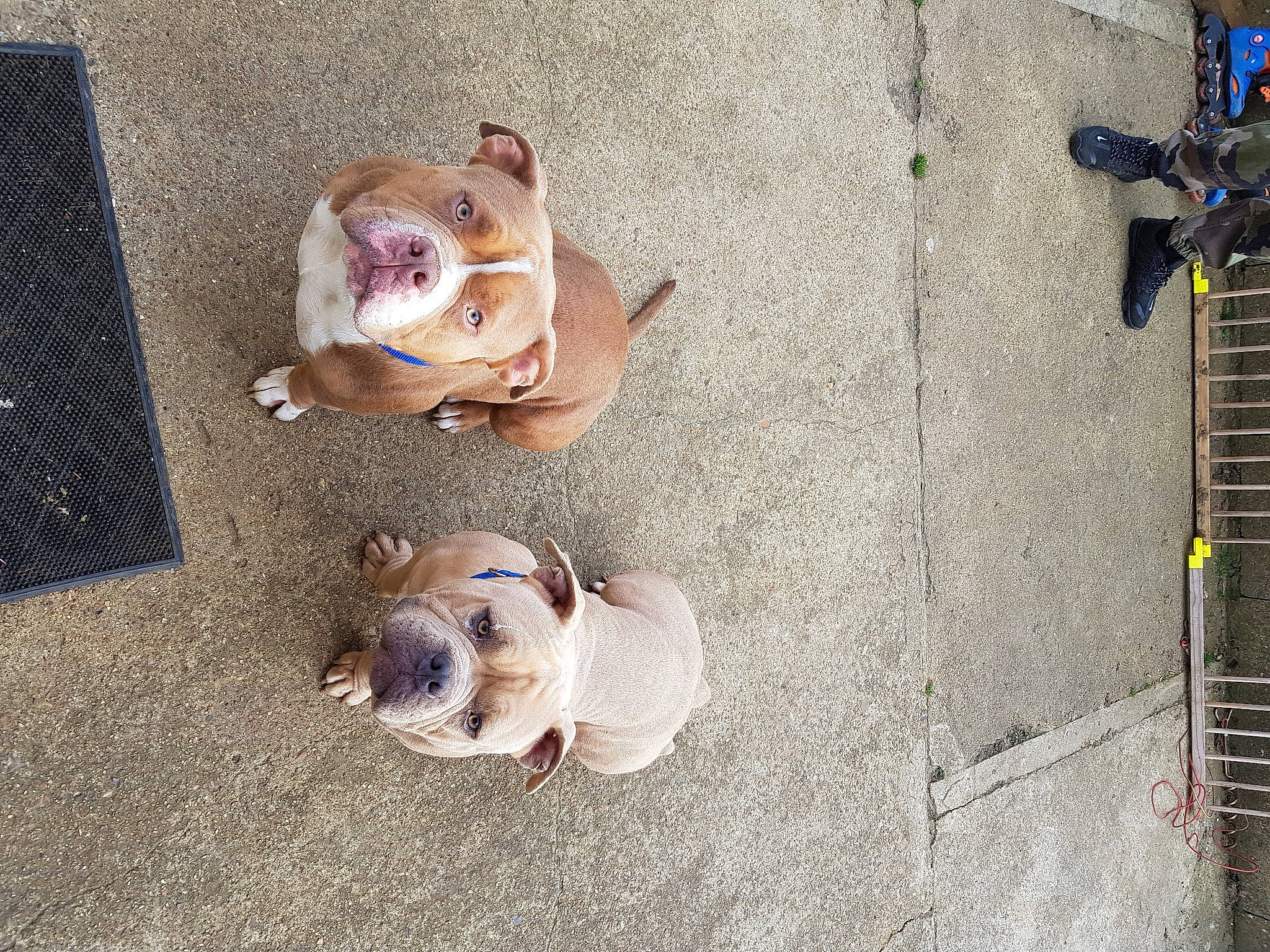 Bull a rejoint le concours — aidez-le/la à gagner de superbes lots ! ancient_dog_breeds, art, canidae, carnivore, companion_dog, concrete, dog, dog_breed, dog_supply, fawn, leash, non_sporting_group, paw, pet_supply, sidewalk, snout, sporting_group, terrestrial_animal, working_animal