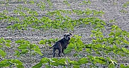 Melvina Charif a rejoint le concours — aidez-le/la à gagner de superbes lots ! dog, field, plants, greenery, sunset, sky, clouds, trees, nature, outdoor, rural, agriculture, young_plants, earth, animal, canine, pet, landscape, daylight, scenery