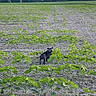 dog, field, plants, greenery, sunset, sky, clouds, trees, nature, outdoor, rural, agriculture, young_plants, earth, animal, canine, pet, landscape, daylight, scenery
