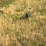 Melvina Charif a rejoint le concours — aidez-le/la à gagner de superbes lots ! dog, field, grass, outdoor, animal, pet, sunlight, nature, walking, summer, brown, happy, canine, fur, snout, ears, path, wildflowers, meadow, daytime