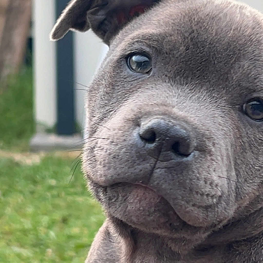 Melvina Charif participe au concours pour gagner de l'argent avec cette photo : puppy, dog, close_up, gray, cute, pet, outdoor, grass, young, animal, portrait, head_tilt, fur, nose, ears, friendly, expression, canine, adorable, nature