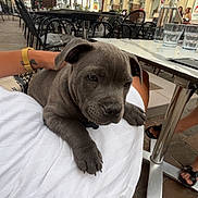 Melvina Charif participe au concours pour gagner de l'argent avec cette photo : puppy, dog, outdoor, cafe, table, chair, umbrella, person, lap, pavement, building, glass, water_bottle, footwear, arm, tattoo, relaxing, daytime, urban, sidewalk