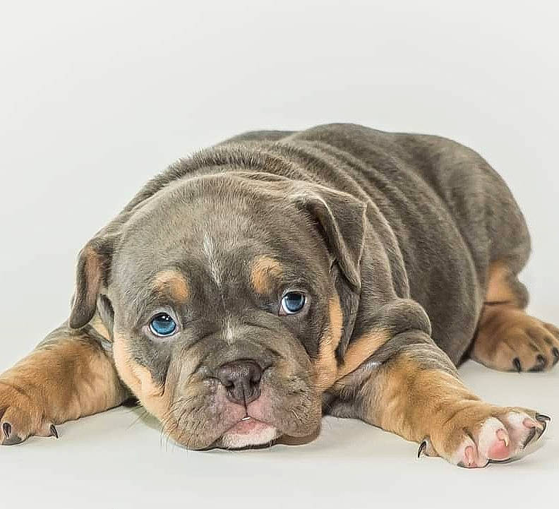 Chaos joined the competition — help win amazing prizes! australian_bulldog, bulldog, canidae, carnivore, companion_dog, dog, dog_breed, fawn, korean_mastiff, mammal, molosser, non_sporting_group, old_english_bulldog, olde_english_bulldogge, puppy, rare_breed_dog, renascence_bulldogge, snout, toy_bulldog, vertebrate