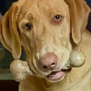 Dixie Mae is registered to the contest to win money with this photo: dog, bone, pet, golden_retriever, labrador, indoor, animal, cute, canine, mouth, ears, fur, portrait, looking, closeup, companion, friendly, playful, domestic, mammal