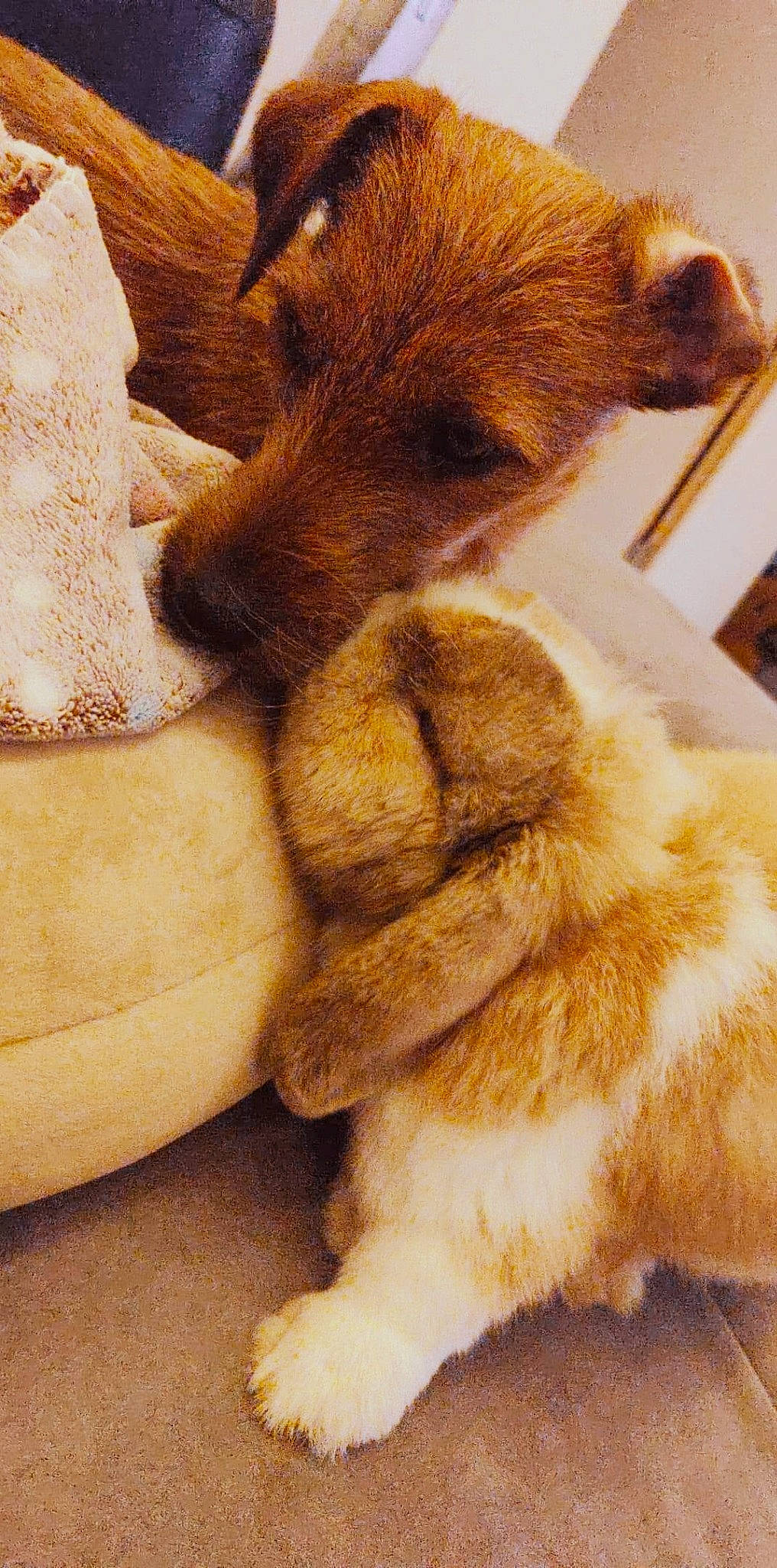 Rêva a rejoint le concours — aidez-le/la à gagner de superbes lots ! carnivore, claw, companion_dog, dog, dog_breed, ear, fawn, felidae, fur, gesture, liver, paw, small_to_medium_sized_cats, snout, sporting_group, tail, terrestrial_animal, whiskers, wood, working_animal