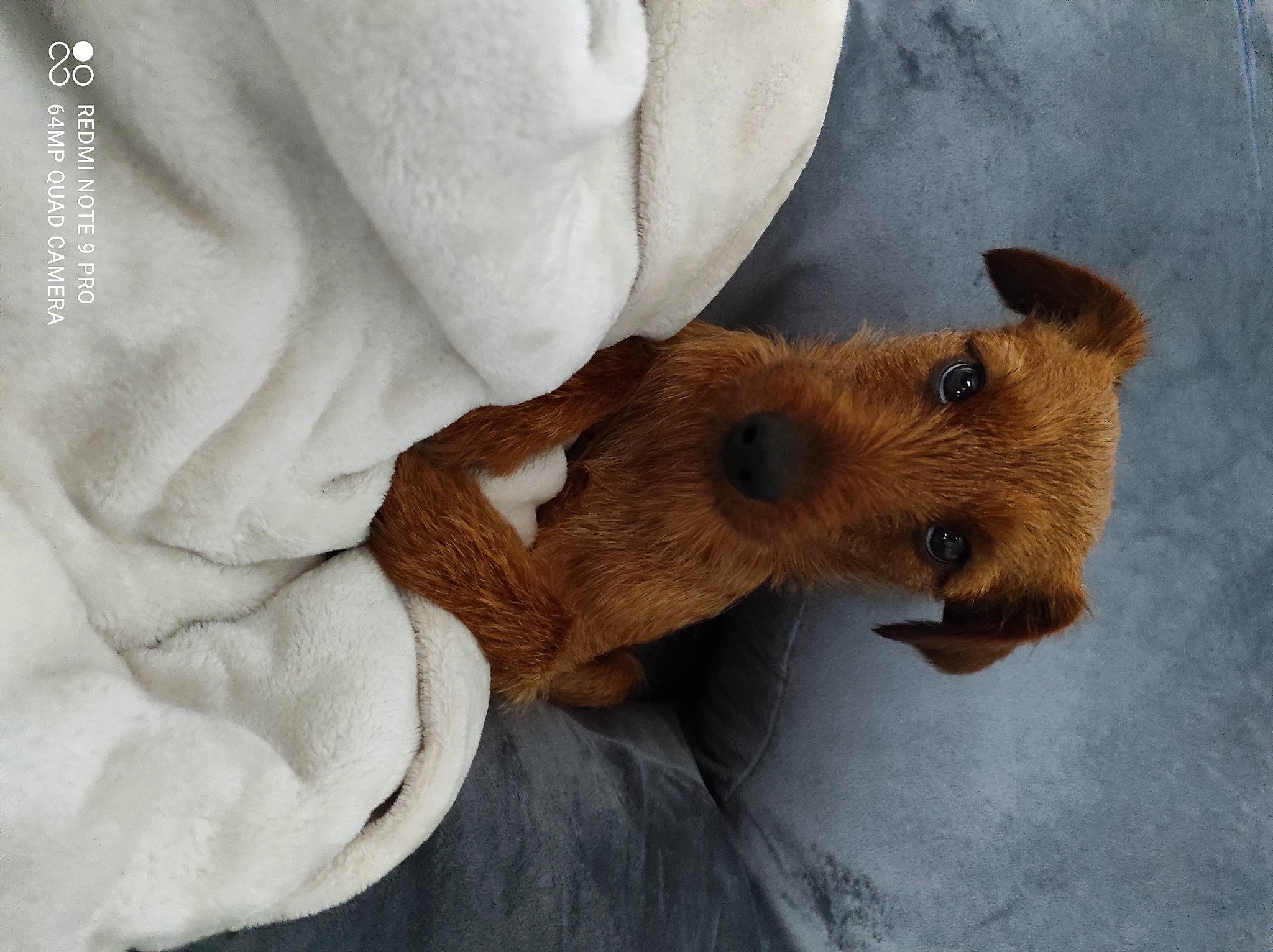 Rêva participe au concours pour gagner de l'argent avec cette photo : canidae, carnivore, claw, comfort, companion_dog, dog, dog_breed, fawn, fur, liver, paw, snout, sporting_group, stuffed_toy, tail, terrestrial_animal, toy, whiskers, wood, working_animal