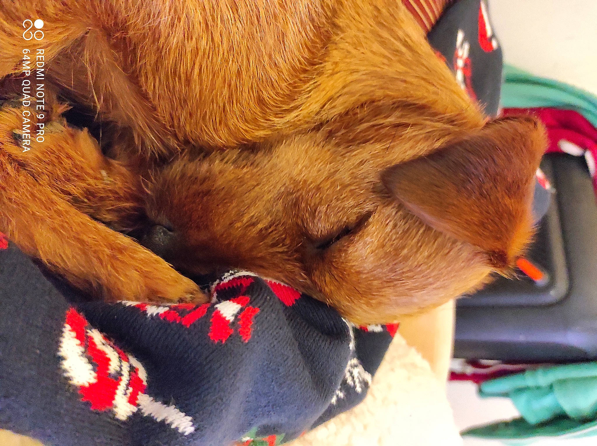 Rêva a rejoint le concours — aidez-le/la à gagner de superbes lots ! canidae, carnivore, claw, collar, comfort, companion_dog, dog, dog_breed, fawn, felidae, fur, human_leg, leg, liver, small_to_medium_sized_cats, snout, sporting_group, tail, whiskers, working_animal