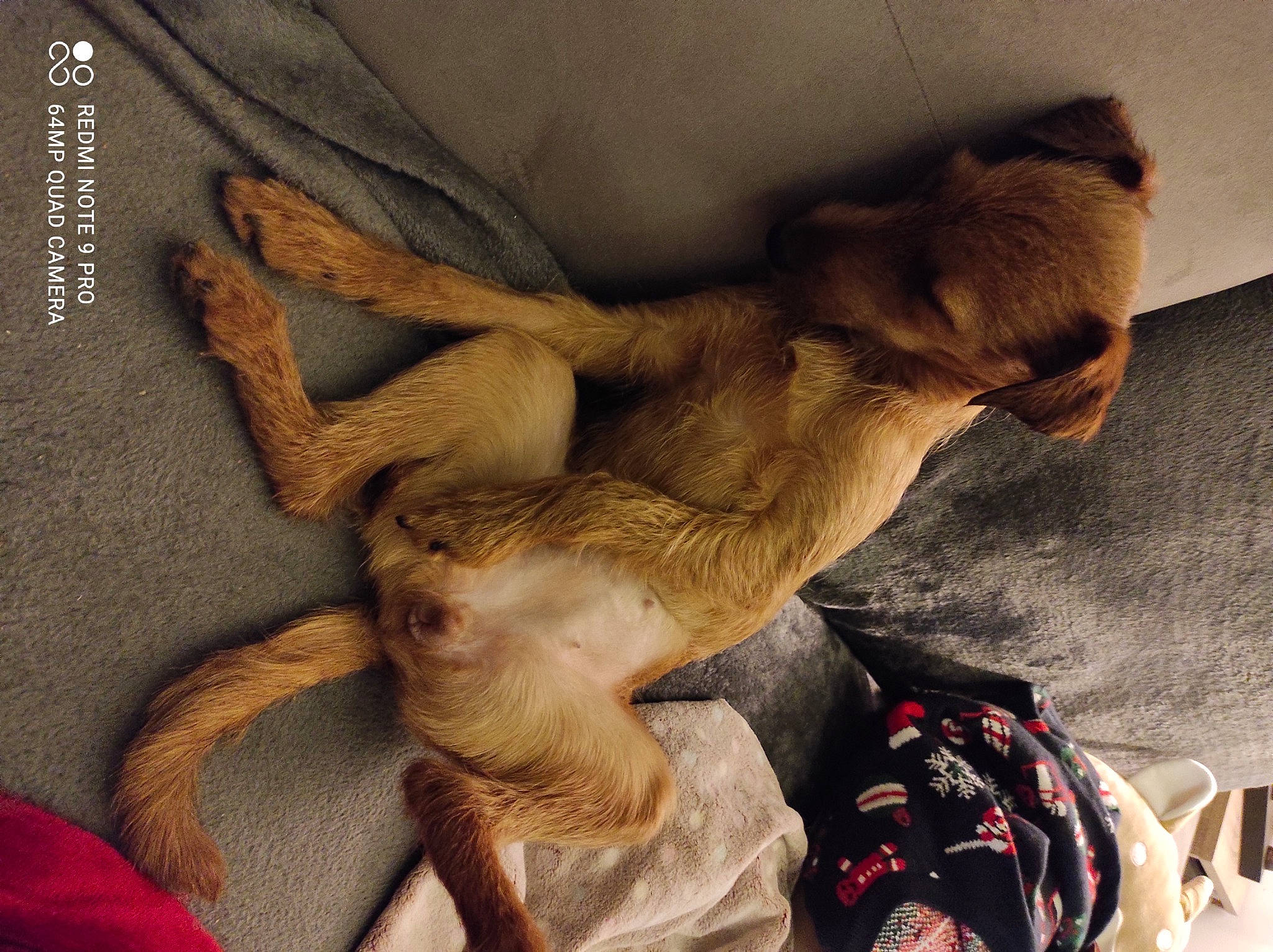 Rêva a rejoint le concours — aidez-le/la à gagner de superbes lots ! comfort, companion_dog, fawn, fur, human_leg, linens, nap, paw, sleep, visual_arts, wildlife