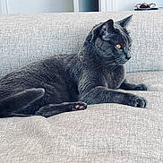 Hélios participe au concours pour gagner de l'argent avec cette photo : cat, gray_cat, feline, pet, indoor, couch, furniture, relaxed, lying_down, side_view, amber_eyes, soft_fur, cozy, home, domestic_animal, whiskers, ears, paws, tail, focused