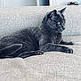 cat, gray_cat, feline, pet, indoor, couch, furniture, relaxed, lying_down, side_view, amber_eyes, soft_fur, cozy, home, domestic_animal, whiskers, ears, paws, tail, focused