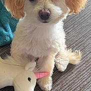 Sailor joined the competition — help win amazing prizes! animal, blanket, carpet, close_up, companion, cozy, curly_ears, cute, dog, domestic_animal, fur, indoor, looking_at_camera, pet, plush_toy, puppy, sitting, toy, unicorn, white_dog