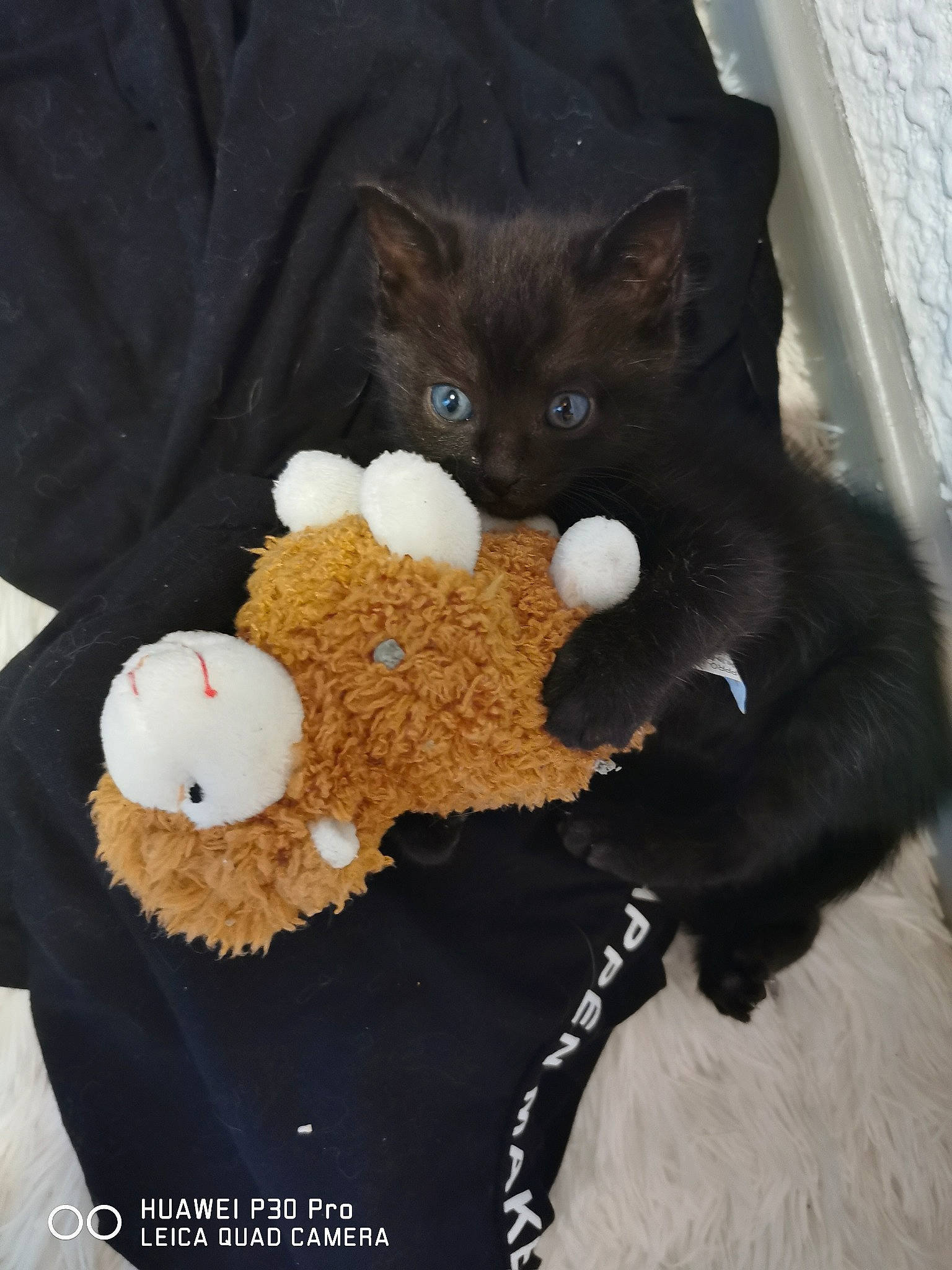 Judith participe au concours pour gagner de l'argent avec cette photo : black, black_cat, bombay, carnivore, cat, domestic_short_haired_cat, felidae, kitten, selkirk_rex, small_to_medium_sized_cats, whiskers