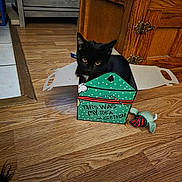 Alice is registered to the contest to win money with this photo: cat, black_cat, box, cardboard_box, toy, wooden_floor, hardwood_floor, cabinet, furniture, living_room, pet, indoor, curious, playful, feline, whiskers, ears, eyes, holiday_box, decorative_box