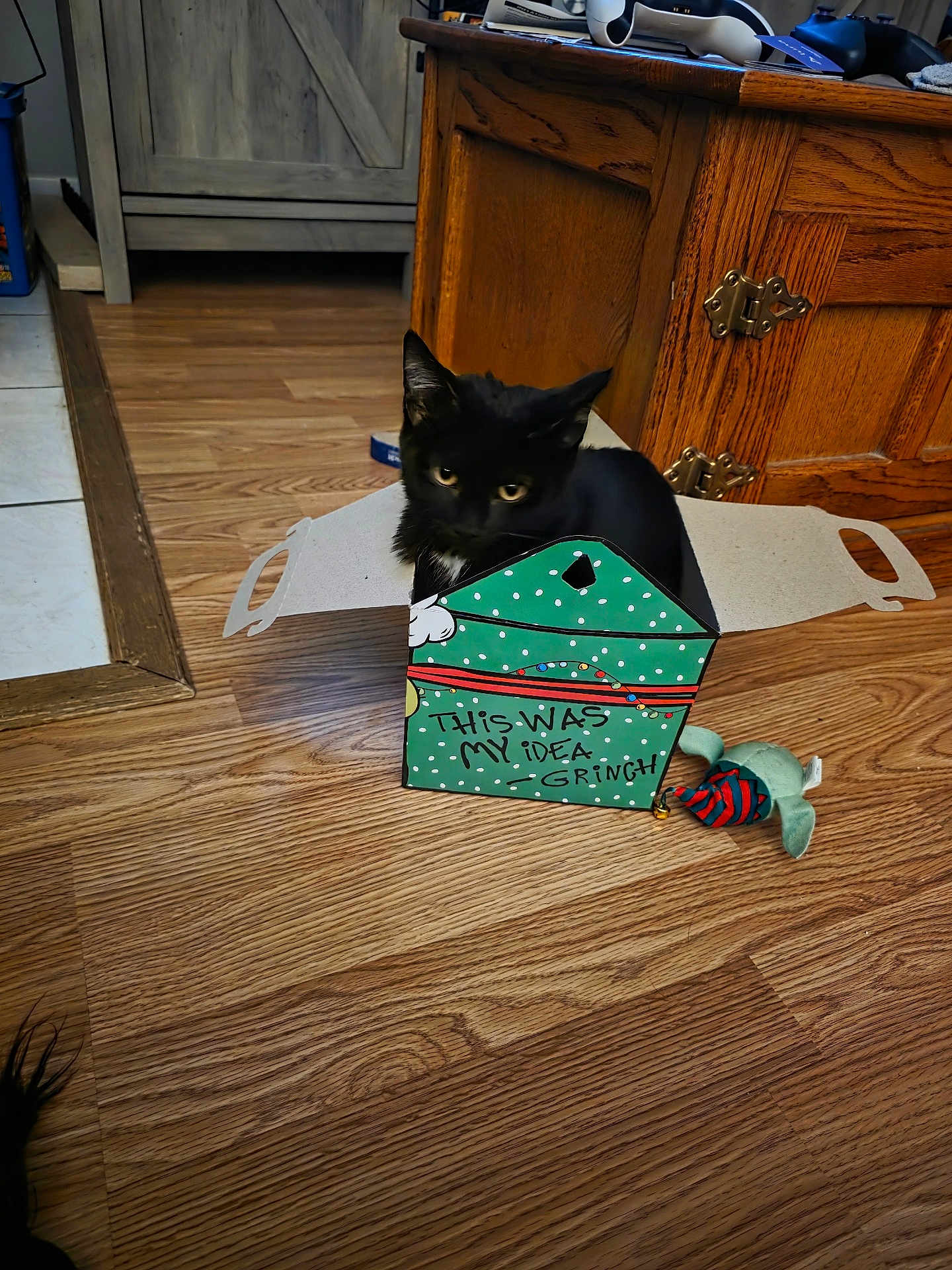 Alice is registered to the contest to win money with this photo: cat, black_cat, box, cardboard_box, toy, wooden_floor, hardwood_floor, cabinet, furniture, living_room, pet, indoor, curious, playful, feline, whiskers, ears, eyes, holiday_box, decorative_box