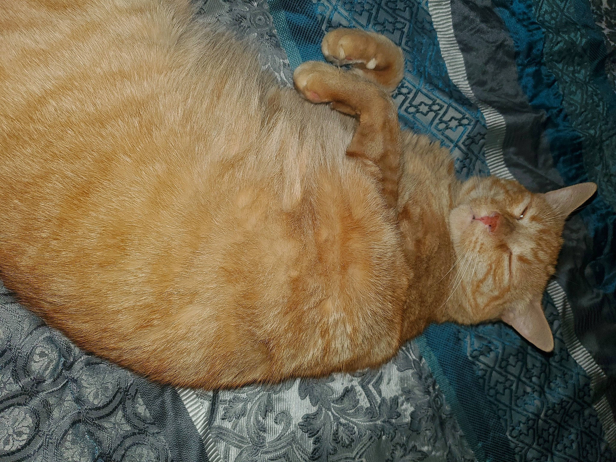 Support Tigger from North Augusta in Cat Photo Contest - Cash