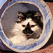 Panda is registered to the contest to win money with this photo: black_and_white, carpet, cat, close_up, cozy, curious, ears, feline, fur, indoors, long_hair, nose, paw, pet, play_tunnel, portrait, resting, tunnel, whiskers, yellow_eyes