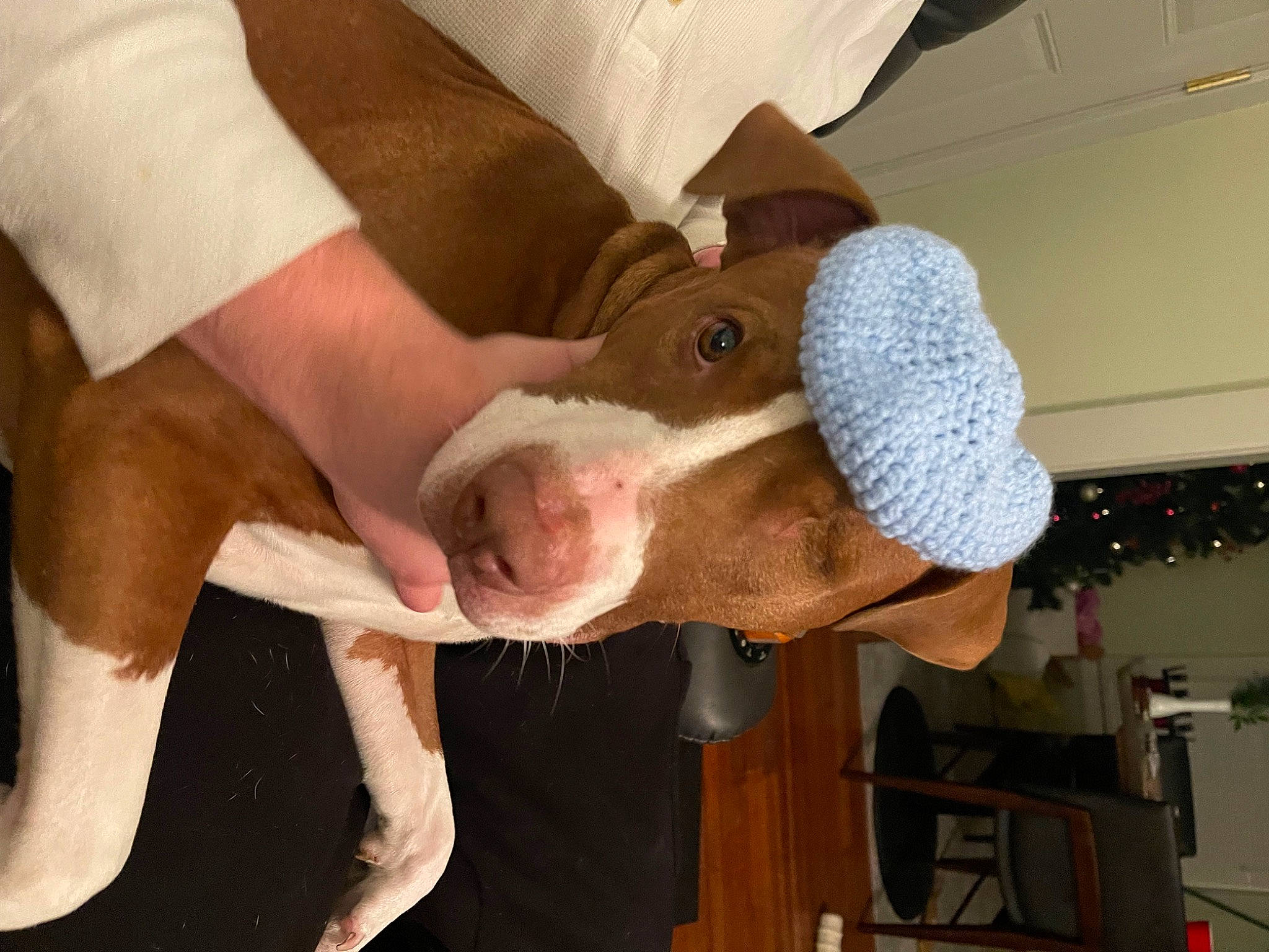 Rocky is registered to the contest to win money with this photo: baseball_cap, bull_terrier, cap, carnivore, collar, companion_dog, dog, dog_breed, fashion_accessory, fawn, fur, jaw, non_sporting_group, snout, sporting_group, whiskers, working_animal