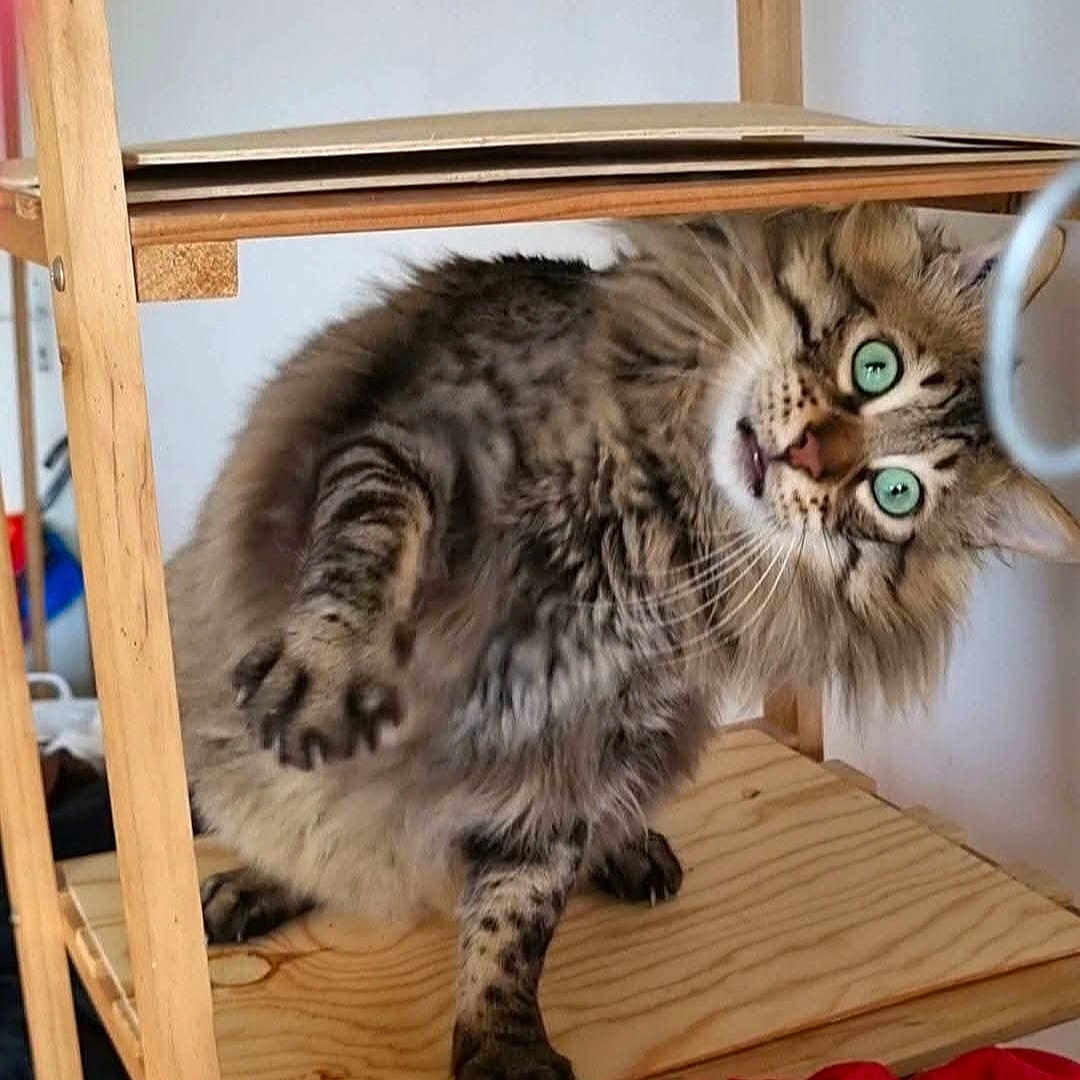 Poppers participe au concours pour gagner de l'argent avec cette photo : angora, animal, architecture, bed, building, cat, chair, furniture, hardwood, indoors, interiordesign, kitten, manx, outdoors, pet, plywood, shelf, shelter, stainedwood, wood