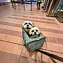airport, carrier, dog, high_vis, indoor, leash, person, pet, pet_carrier, public_space, queue, small_dog, smiling, stanchions, tiled_floor, tongue_out, travel, turnstile, two_dogs, walking