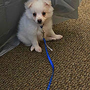 Snoopy joined the competition — help win amazing prizes! accessories, animal, canine, dog, eskimodog, leash, pet, puppy, strap, whitedog