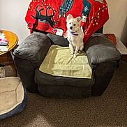 Snoopy is registered to the contest to win money with this photo: armchair, blanket, carpet, cozy, dog, home, indoor, living_room, looking_at_camera, pet, pet_bed, portrait, red_blanket, remote_control, side_table, sitting, small_dog, towel, upholstery, white_dog