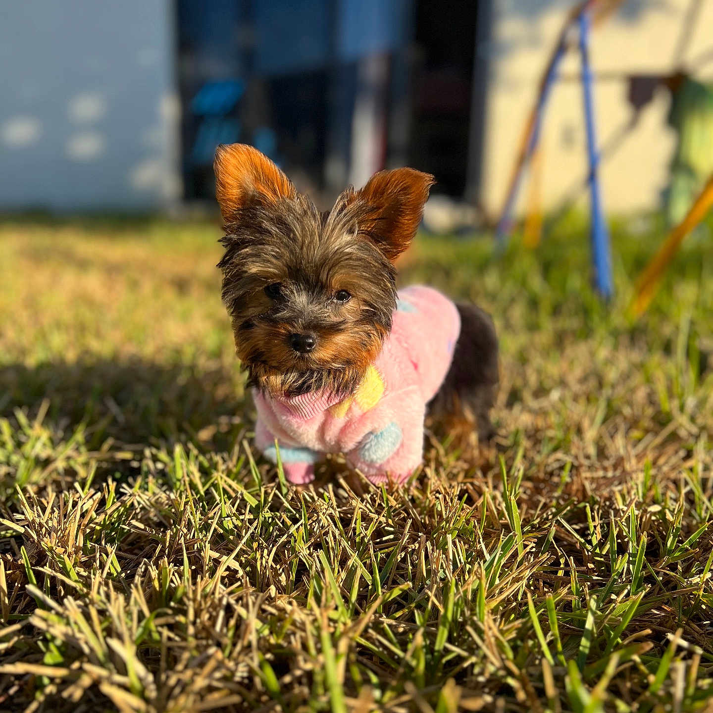 Baby Girl joined the competition — help win amazing prizes! affenpinscher, animal, ball, canine, dog, field, football, grass, grassland, lawn, nature, outdoors, pet, plant, puppy, soccer, soccerball, sport, tennis, terrier