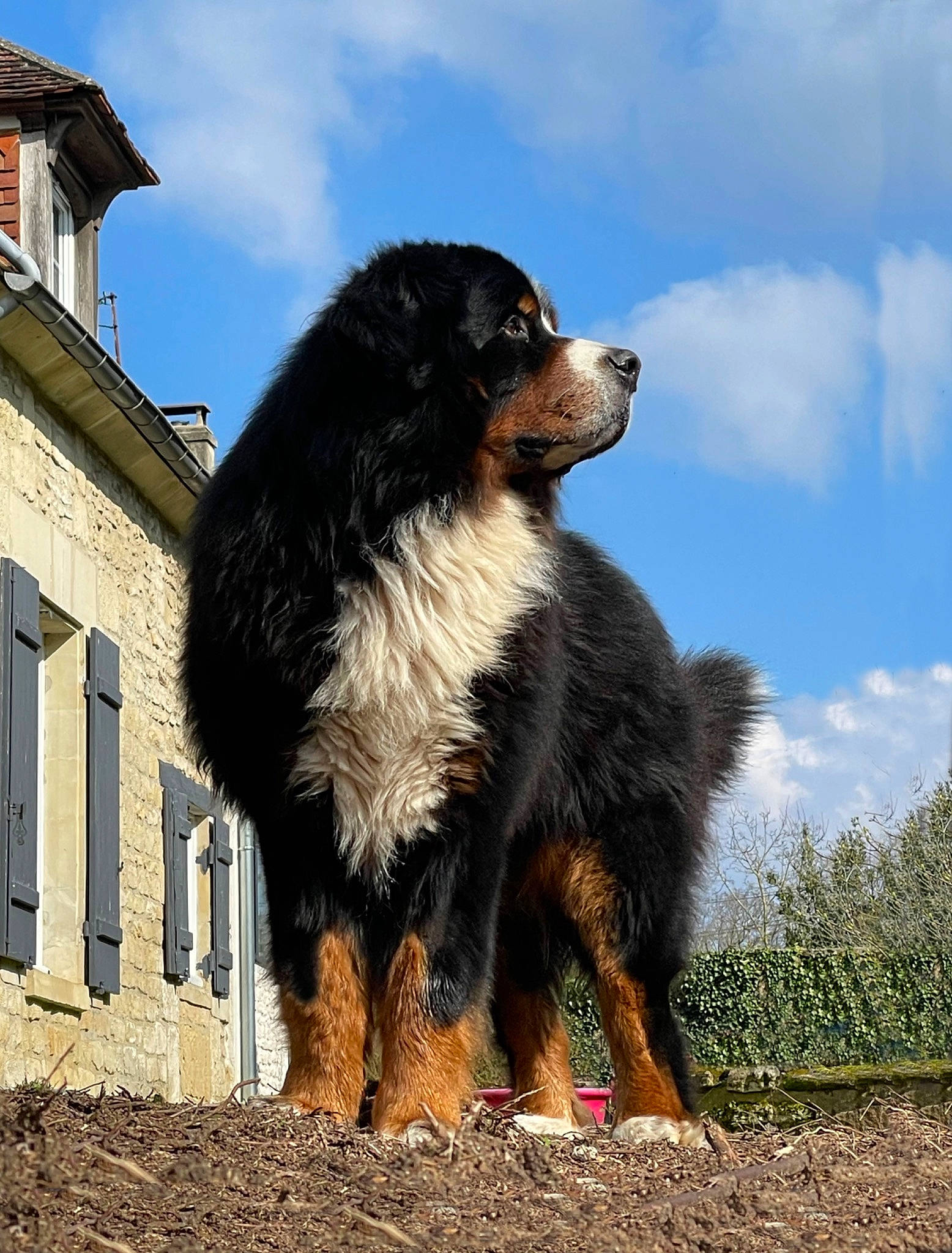 Jappeloup a rejoint le concours — aidez-le/la à gagner de superbes lots ! building, canidae, carnivore, cloud, companion_dog, dog, dog_breed, fur, gaddi_kutta, giant_dog_breed, herding_dog, house, plant, sky, snout, sporting_group, terrestrial_animal, window, working_animal, working_dog