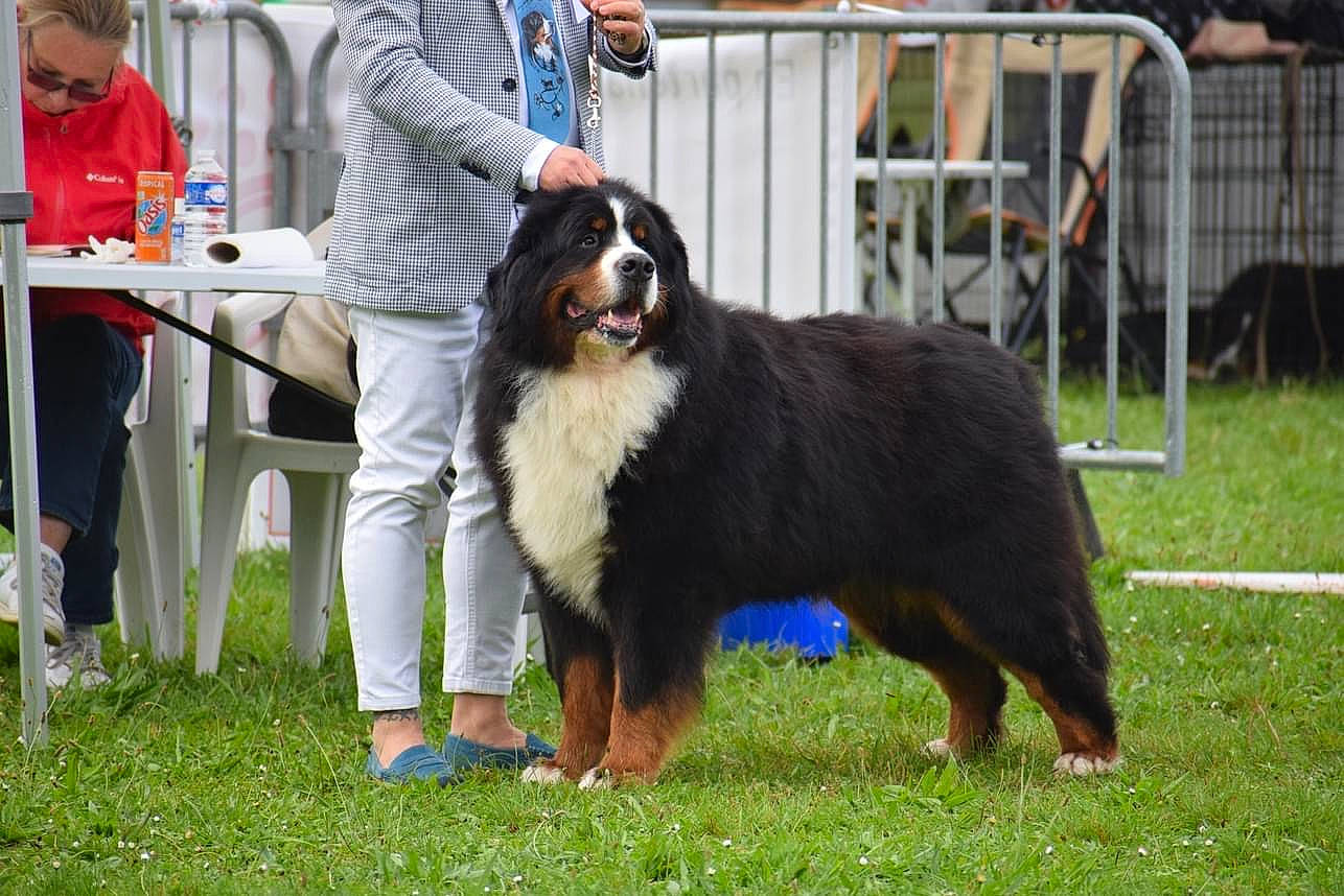 Jappeloup a rejoint le concours — aidez-le/la à gagner de superbes lots ! animal_sports, canidae, carnivore, chair, collie, companion_dog, dog, dog_breed, dog_sports, event, fence, fur, giant_dog_breed, grass, guard_dog, herding_dog, shetland_sheepdog, sporting_group, terrestrial_animal, working_dog