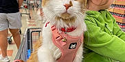 Sunny joined the competition — help win amazing prizes! cat, child, shopping_cart, harness, orange_and_white_cat, indoor, supermarket, people, green_jacket, blue_jeans, pet, animal, store_aisle, floor_tiles, shopping, whiskers, fur, curious, young_child, retail