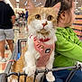 cat, child, shopping_cart, harness, orange_and_white_cat, indoor, supermarket, people, green_jacket, blue_jeans, pet, animal, store_aisle, floor_tiles, shopping, whiskers, fur, curious, young_child, retail