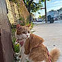 Sunny joined the competition — help win amazing prizes! cat, orange_cat, white_cat, pet, harness, leash, sidewalk, fence, wooden_post, grass, street, urban, daylight, sky, tree, curious, sitting, outdoor, suburban, animal