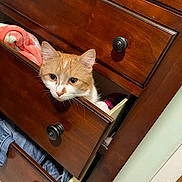 Sunny is registered to the contest to win money with this photo: cat, orange_cat, white_cat, feline, wooden_drawer, dresser, furniture, clothes, textiles, indoor, curious, pet, animal, head, peeking, home, cozy, cute, knobs, storage