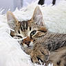 cat, kitten, tabby, sleeping, relaxed, close_up, portrait, fur, whiskers, ears, eyes, paws, pet, animal, fluffy_blanket, white, cozy, indoors, cute, photography