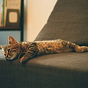 Gustave participe au concours pour gagner de l'argent avec cette photo : cat, tabby_cat, feline, pet, animal, sleeping, lying_down, relaxed, couch, sofa, indoors, home, bookshelf, furniture, warm_lighting, sunlight, shadows, striped_fur, portrait, cozy