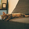 cat, tabby_cat, feline, pet, animal, sleeping, lying_down, relaxed, couch, sofa, indoors, home, bookshelf, furniture, warm_lighting, sunlight, shadows, striped_fur, portrait, cozy