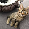 kitten, cat, tabby, pet, animal, feline, blue_eyes, whiskers, ears, fur, striped, couch, sofa, indoor, home, pet_bed, lounging, portrait, cute, relaxed