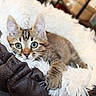 cat, kitten, tabby, feline, pet, animal, blue_eyes, wide_eyes, fluffy, fur, striped_fur, whiskers, ears, lying_down, cozy, pet_bed, blanket, indoor, home, portrait
