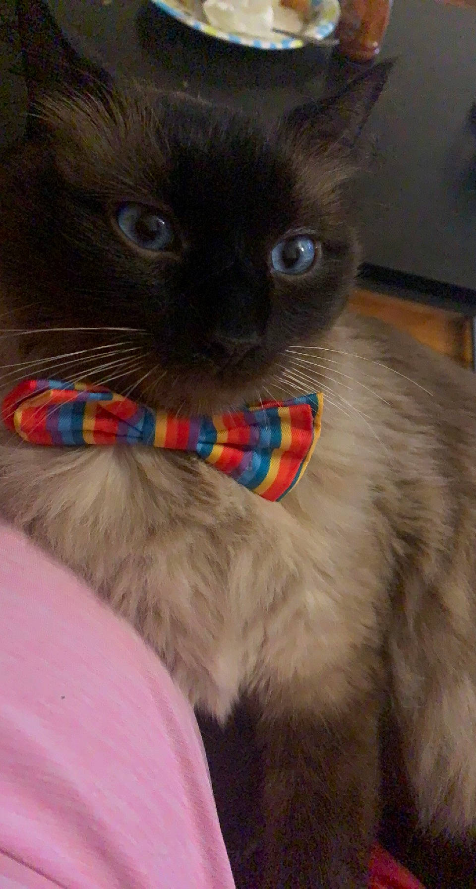 Aiko is registered to the contest to win money with this photo: birman, carnivore, cat, claw, collar, comfort, domestic_short_haired_cat, ear, electric_blue, fawn, felidae, fur, paw, siamese, small_to_medium_sized_cats, snout, tail, terrestrial_animal, whiskers