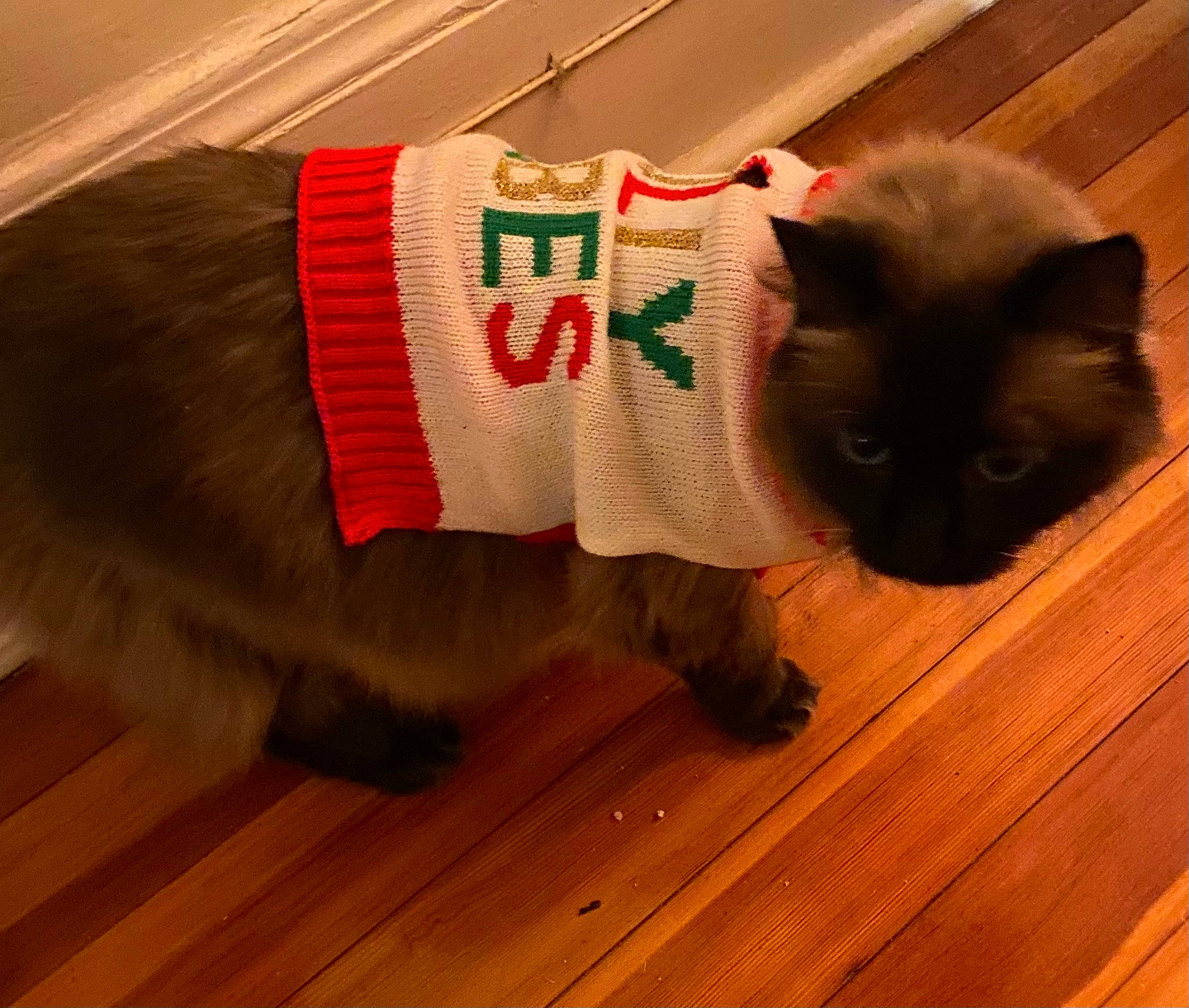 Aiko joined the competition — help win amazing prizes! black_cat, carnivore, cat, domestic_short_haired_cat, event, fawn, felidae, floor, flooring, fur, hardwood, laminate_flooring, small_to_medium_sized_cats, snout, tail, varnish, whiskers, wood, wood_flooring, wood_stain