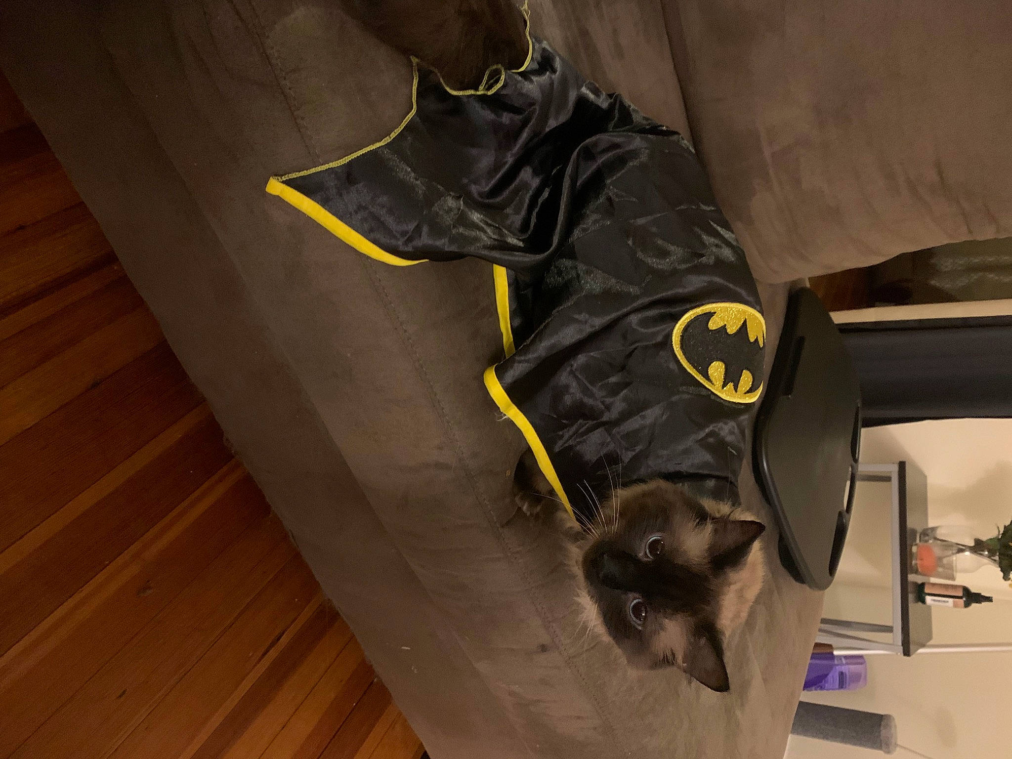 Aiko is registered to the contest to win money with this photo: bat, carnivore, cat, felidae, flooring, grey, hardwood, hat, laminate_flooring, personal_protective_equipment, plank, plywood, sleeve, small_to_medium_sized_cats, tail, varnish, whiskers, wood, wood_flooring, wood_stain