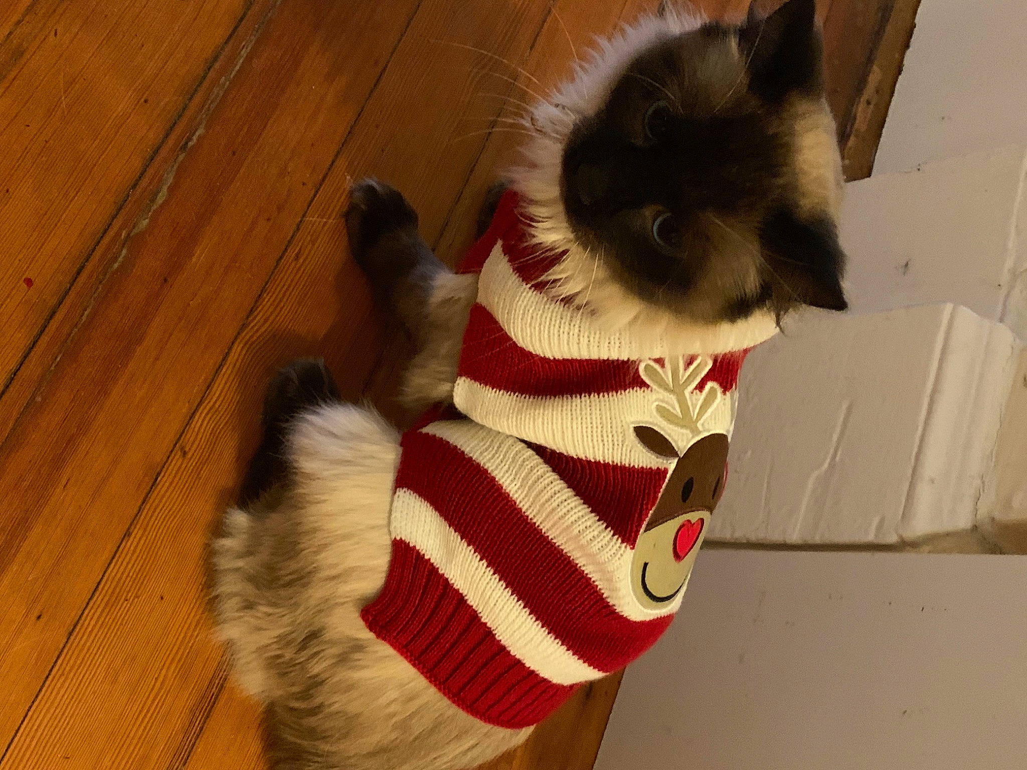Aiko joined the competition — help win amazing prizes! carnivore, cat, companion_dog, dog_breed, fawn, felidae, flooring, foot, fur_clothing, glove, hardwood, human_leg, mammal, plank, siamese, small_to_medium_sized_cats, snout, tail, whiskers, wood