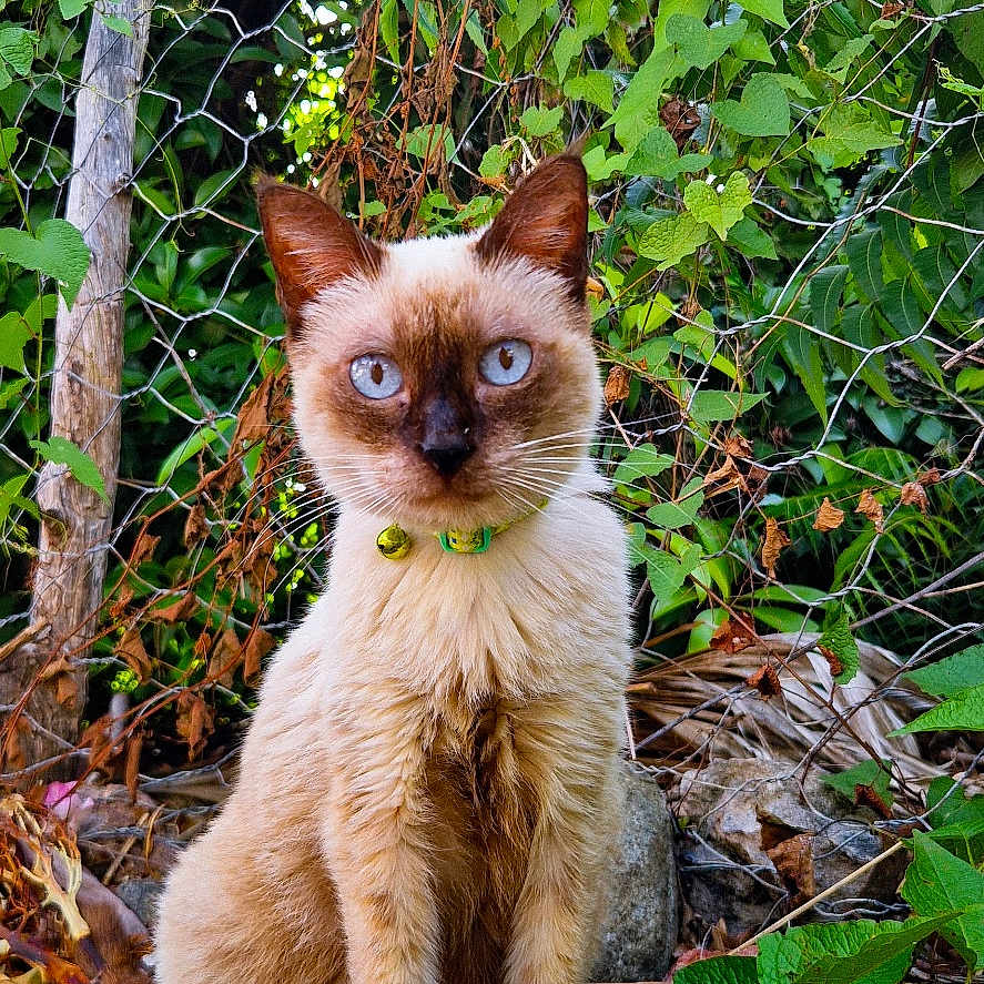 Love participe au concours pour gagner de l'argent avec cette photo : abyssinian, angora, animal, cat, gravel, ivy, jungle, kitten, land, leaf, manx, nature, outdoors, pet, plant, rainforest, siamese, tree, vegetation, wood