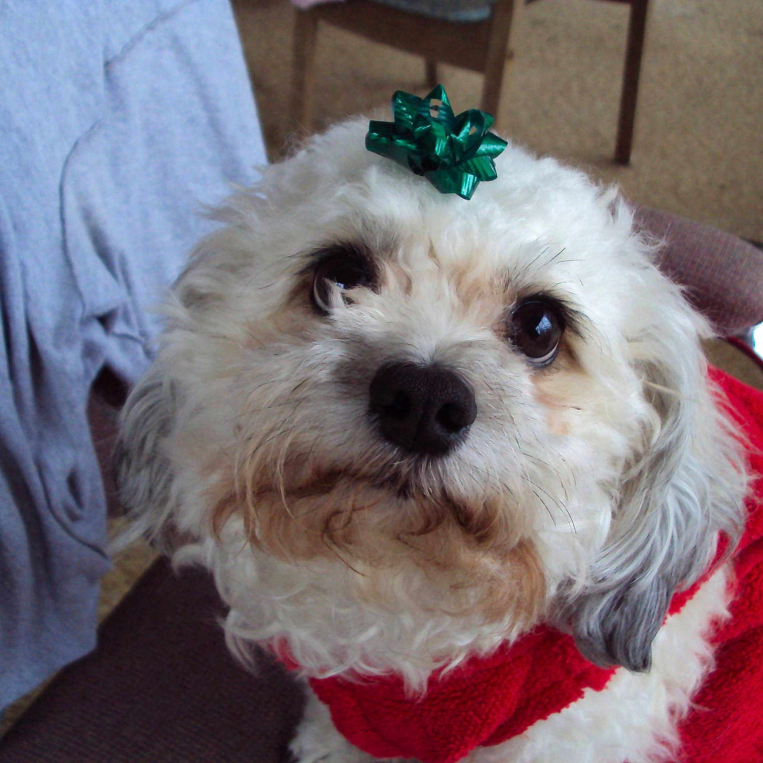Scruffy is registered to the contest to win money with this photo: