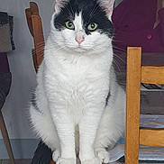 Toby participe au concours pour gagner de l'argent avec cette photo : animal, background, black_and_white, calm, cat, curious, domestic, ears, feline, front_view, fur, green_eyes, household, indoor, person, pet, sitting, table, whiskers, wooden_chair